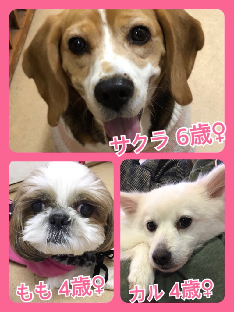 🐾今日の里親様募集中ワンコ🐶メンバーです🐾2019,12,13